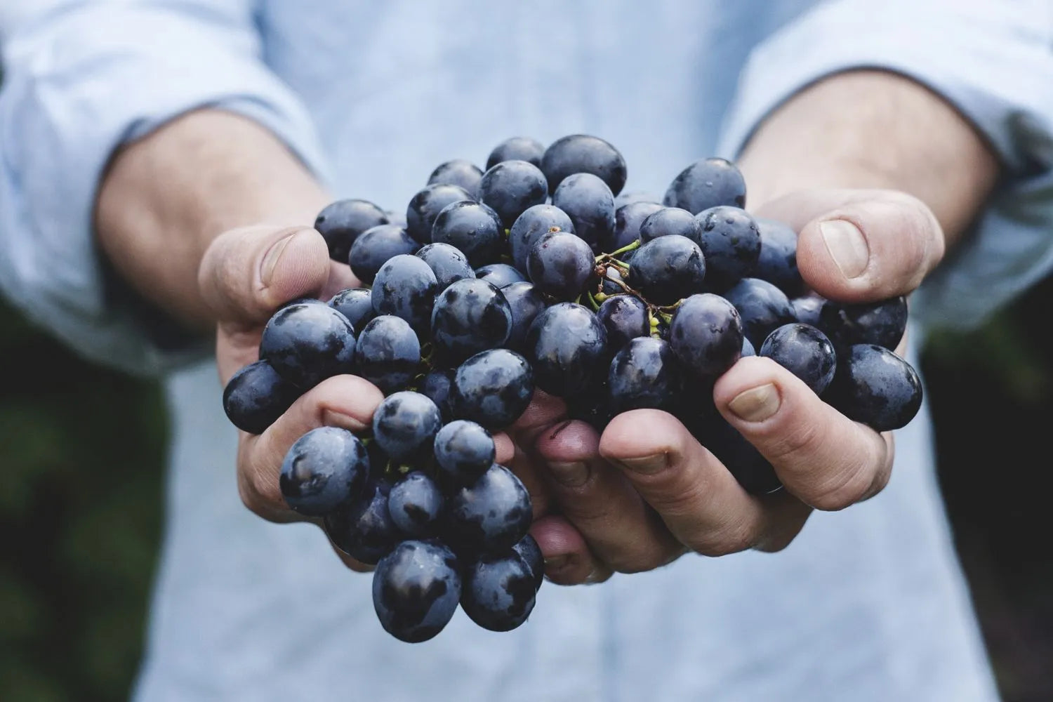 From environmental burden to goldmine: Grape pomace could be harnessed for stilbenes