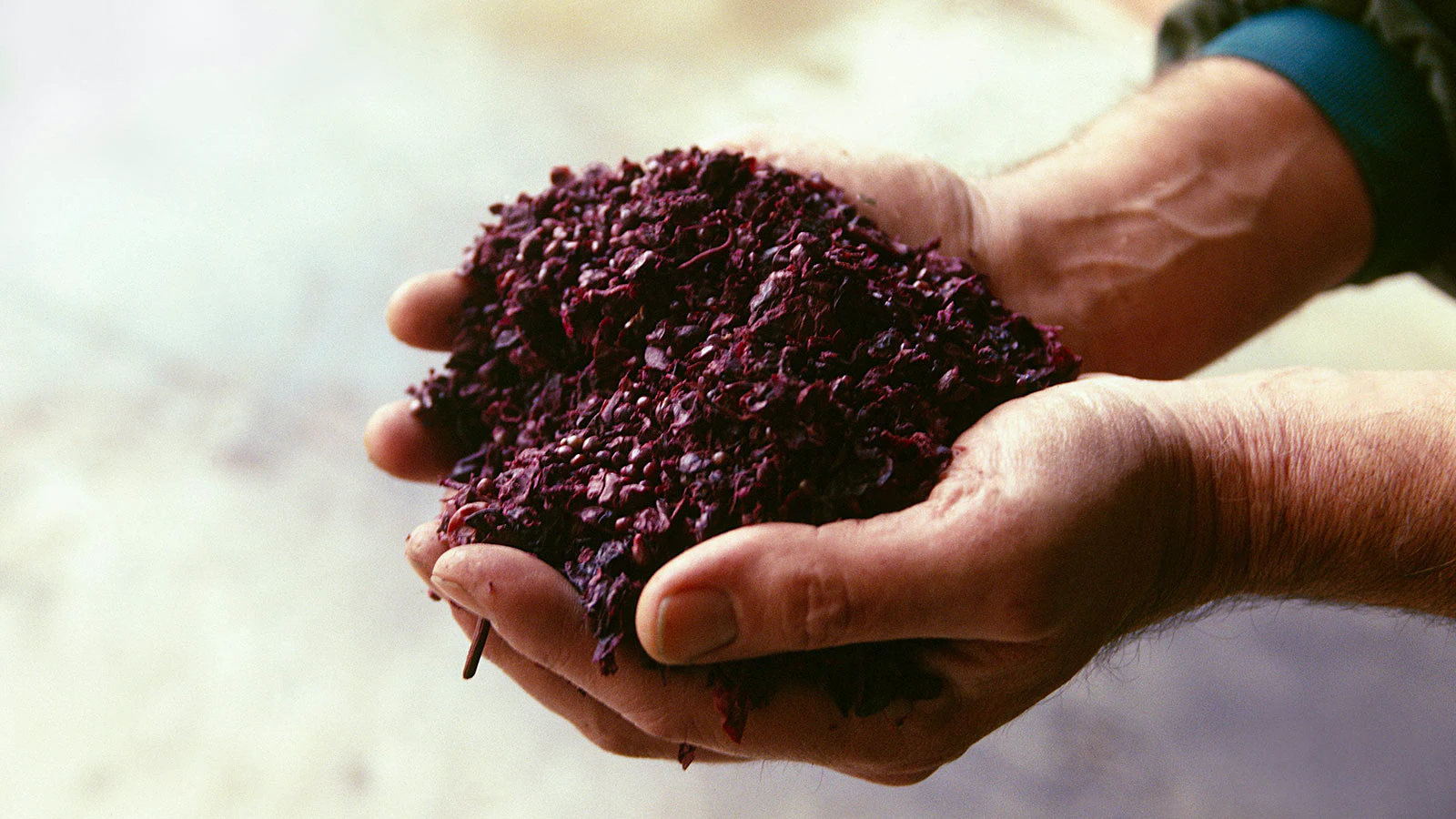Study Finds New Health Benefits in Winemaking Leftovers