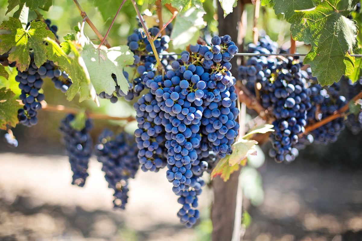 Concord grape innovation awards highlight new opportunities